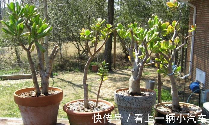 多浆植物厚脸皮,原来这么养上两三年就能成老桩盆景
