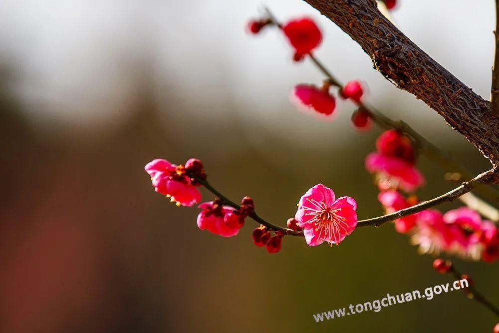 低薪|【春天里的铜川】初春的脚步——红梅花儿开