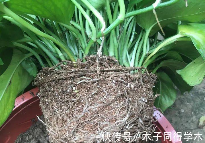 7种花,立秋后换盆,秋冬才能越养越好