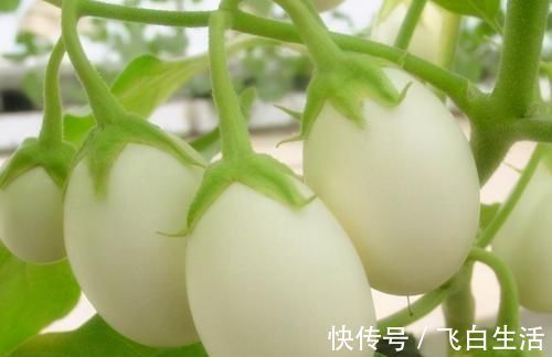 白蛋茄|会吃的人最长寿,冬天多吃3种食物,补足气血、增强体质!