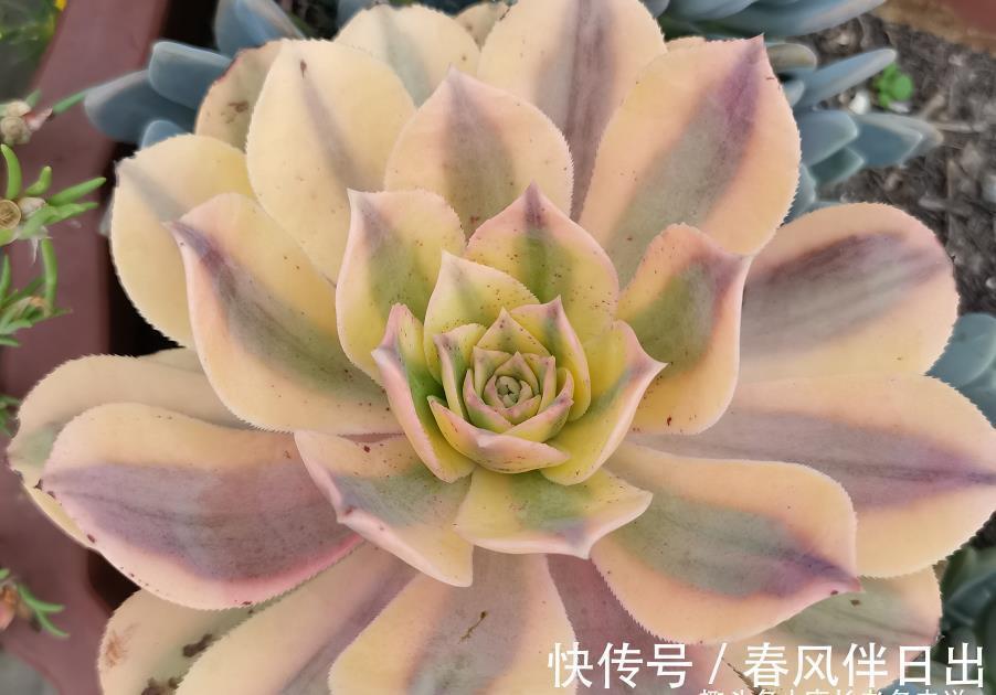 浇水|天气热温度高,多肉缺水也不敢浇?来看看有经验的肉友是怎么做的