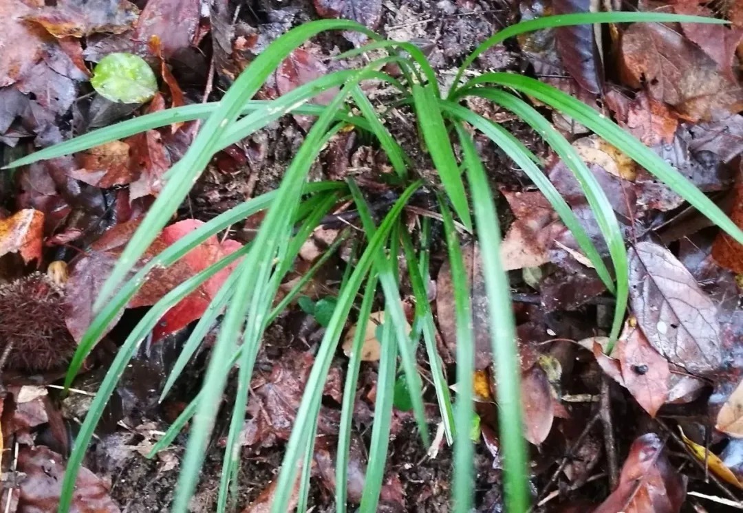 野生|家养兰花常发病,为什么野外的兰花病害少?兰友一语道破玄机