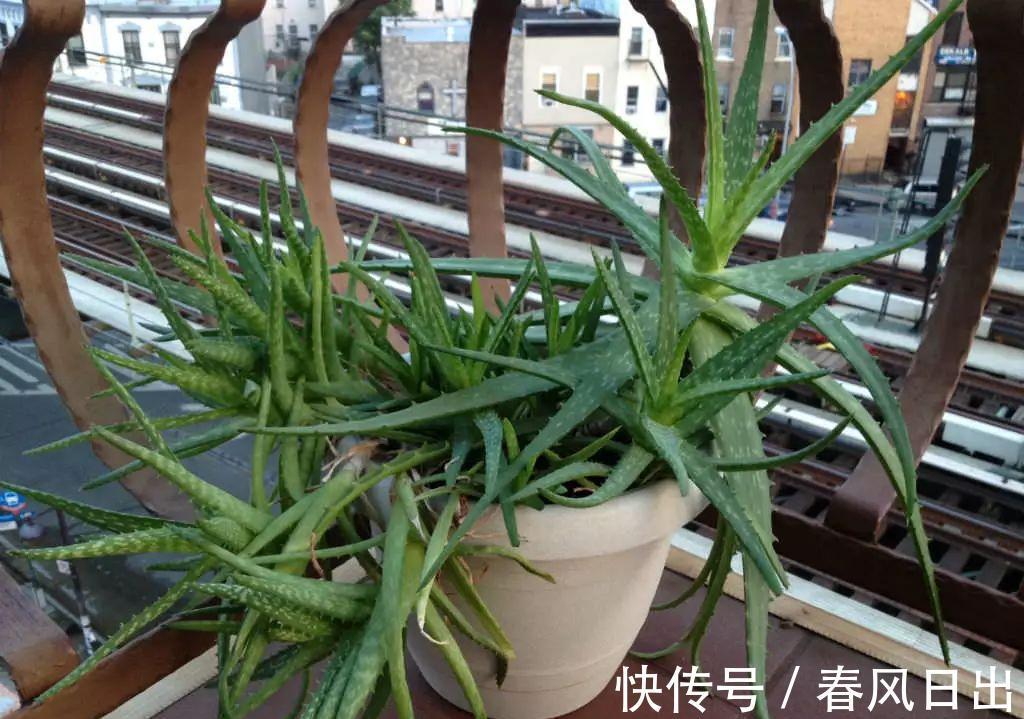 芦荟有什么用途?养护存在哪些方法技巧?