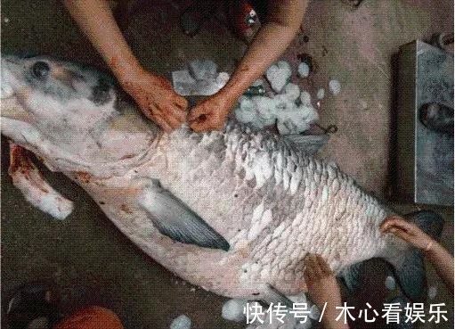 鱼鳞能有小孩手掌大,鱼籽装了一盆,800元卖掉亏不亏