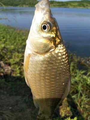 民间“钓泡法”钓鱼,鲫鱼多得让你吃不完