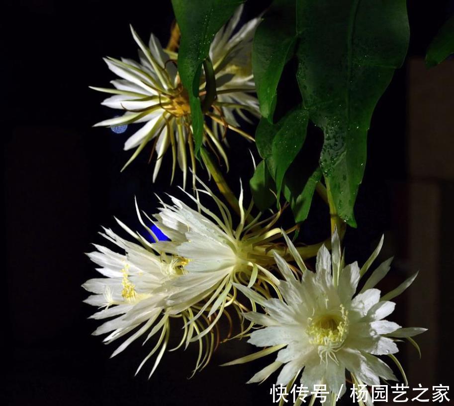  新叶|昙花一直不开花？冬季做好“1多1少”，春季新叶多，夏季开不停