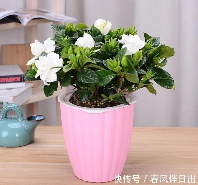 碰碰香|不管有钱没钱,家里养这十种植物,招财镇宅又养人