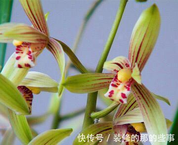 曾卖出天价的兰花,四季兰铭品,今价格亲民,发芽率高,便宜好养