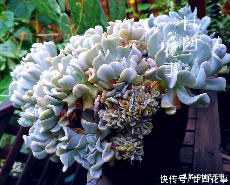 8种蓝色多肉植物，高冷优雅，总有一种是你的“蓝颜知己”