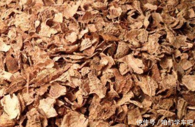 这些食物,每个月给君子兰“喂”一点,叶片绿,根系壮!