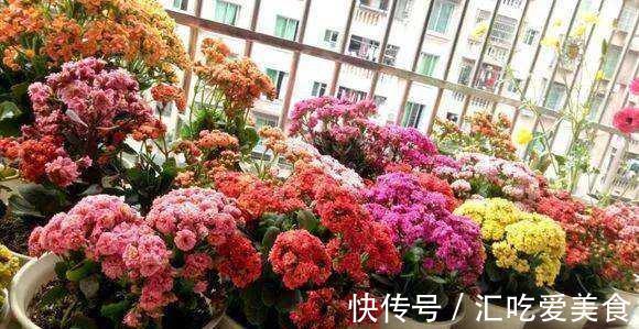 阳台上|长寿花“装菜”不开花？打开3个“小开关”，满满大花苞，开仨月