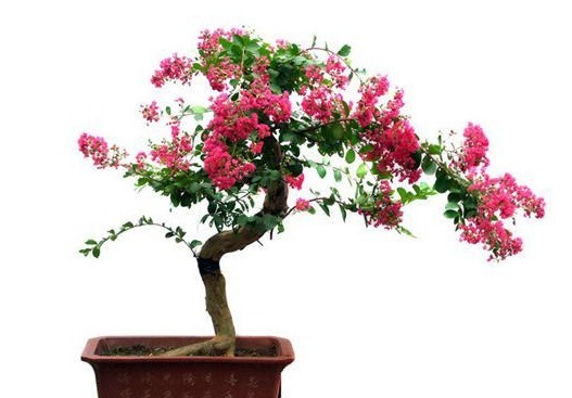 路边的紫薇花，种盆里变老桩盆景，价值太珍贵！