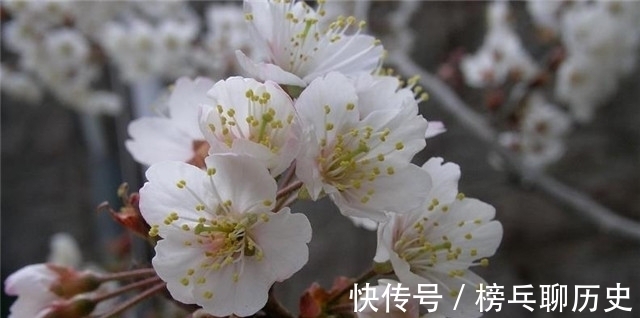 莺莺传|元稹樱桃花丽诗两首:樱桃花,一枝两枝千万朵,花砖曾立摘花人