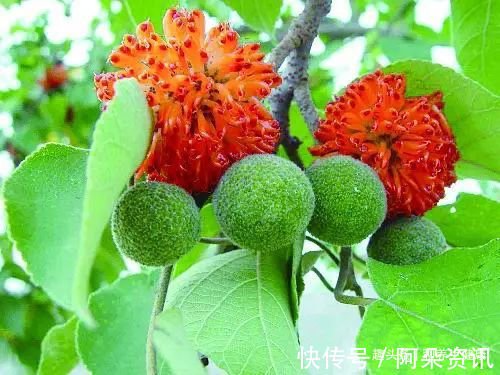 白丁香|一个古方,2味药!强腰膝,补虚劳,悦颜色,壮筋骨!妙不可言!