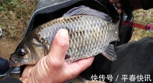 鱼情|冬钓聚鱼技巧,打窝诱鱼只是基本,以鱼诱鱼,才能做到鱼口不间断