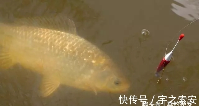 钓了八年鱼，调了八年漂，今天才明白调几钓几其实并不重要