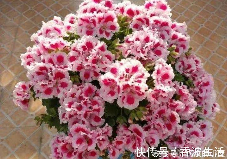 5种花自带财运,一年四季开花不断,花姿优雅,花开直接爆满盆