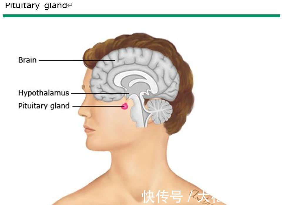 身高|7岁男孩身高停在3岁，身材矮小不能打生长激素？