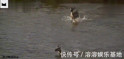 母親|趙菁被老虎拖走后,母親奮不顧身丈夫猶豫,并不是丈夫窩囊