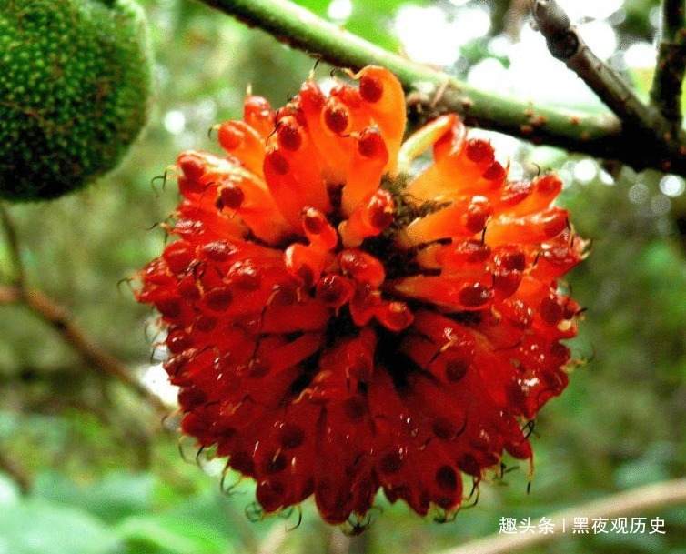 李时珍|农村常见的一种树,可以壮筋骨,助阳气,补虚劳,早知早受益