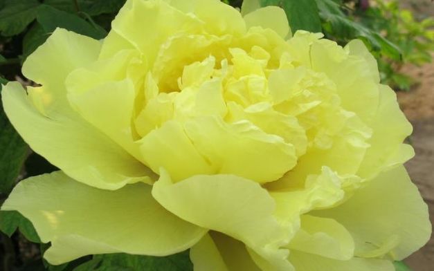 喜欢菊花，就养盆“绿牡丹”青柳，开花爆成花海，越看越美