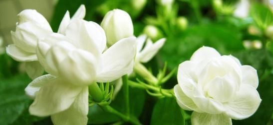6月养茉莉花,了解掌握3个技巧,开出层叠群花