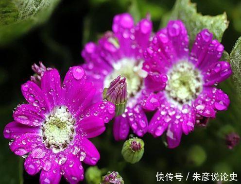 金鱼草|此4种花是爆盆能手,花开繁盛花香怡人,花朵粉嫩丰腴,超迷人