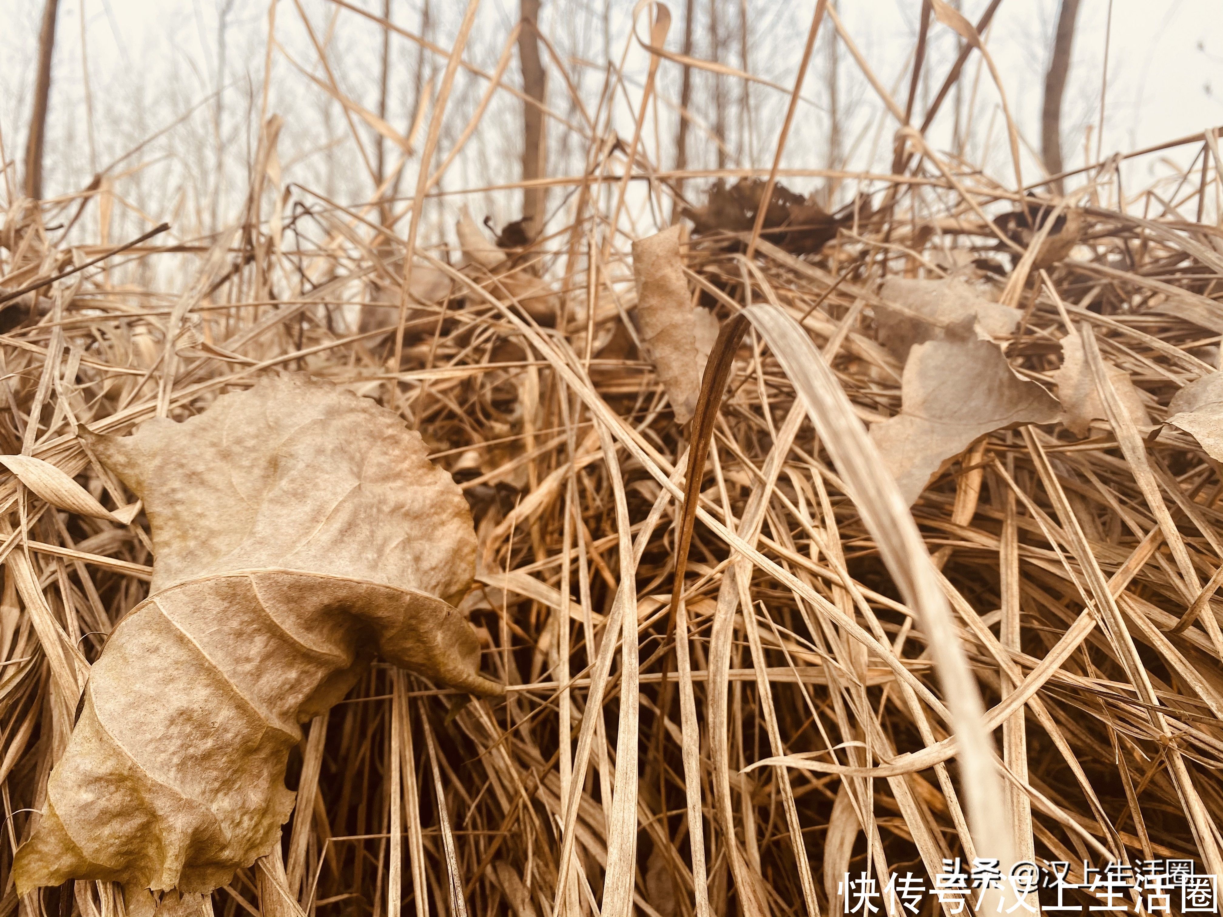 墨秋日曰：独卧溪边任水流，静坐青石意悠悠，风爱荒野