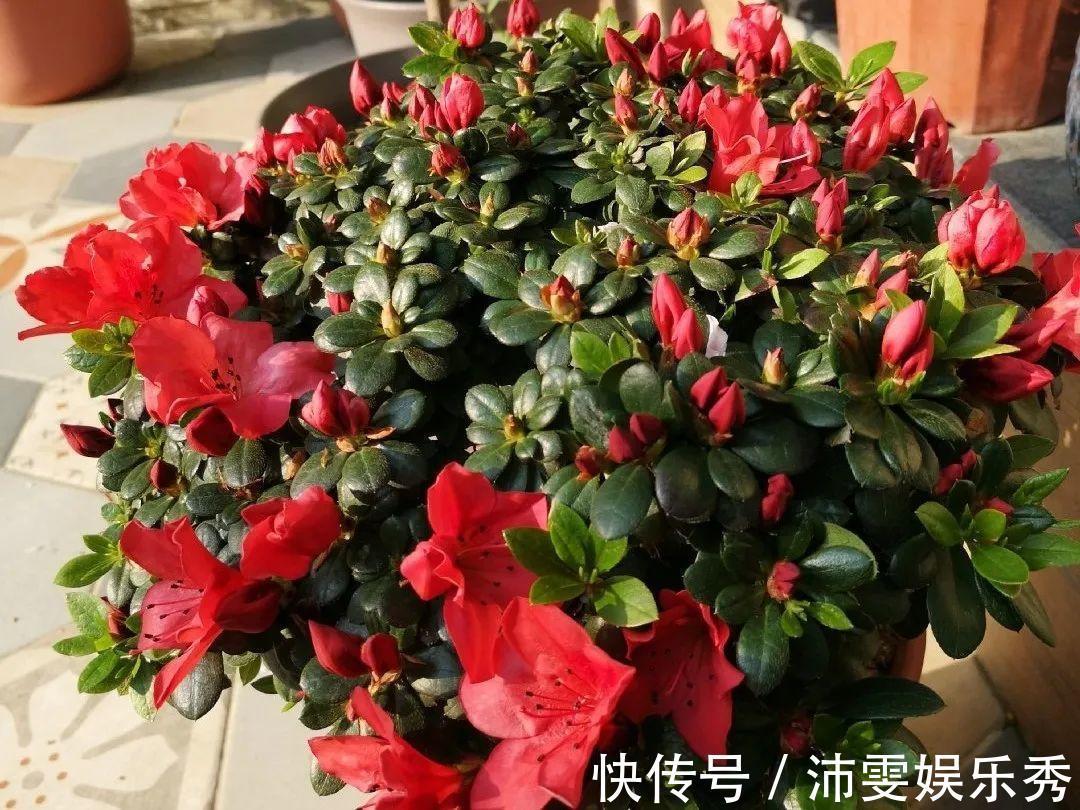 洋桔梗|6种花一天不浇水,叶子就耷拉,缺水3天就死翘!