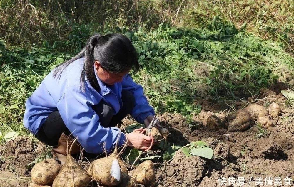 蔬菜|味道比苹果还好吃,既是水果也是菜,一斤5毛,10月正当季