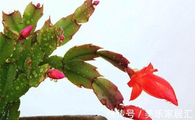 养花|养花不开花,盆里加点这个,花苞叽里咕噜冒不停,花开上百朵