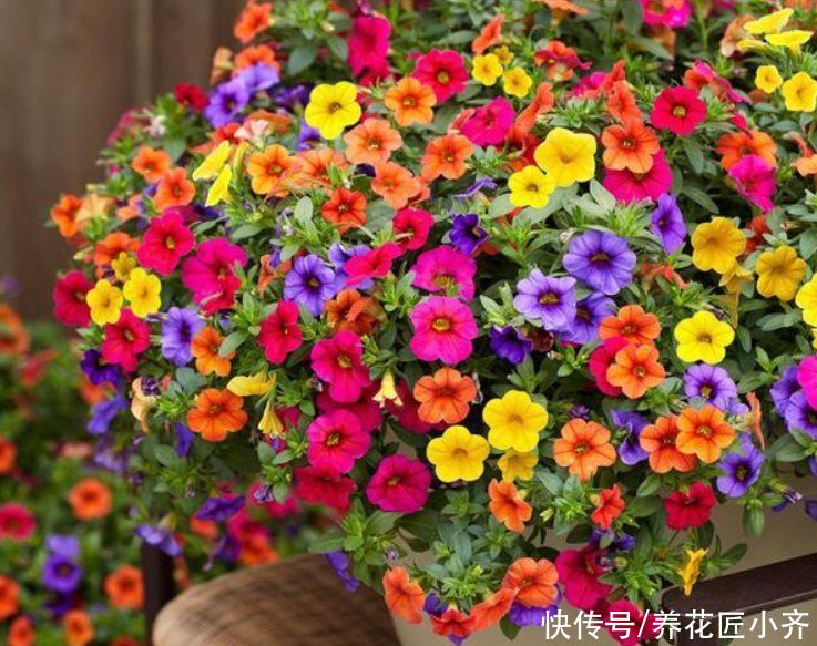 6种漂亮的花，吊着养最合适，能够开成“花球”，太美了