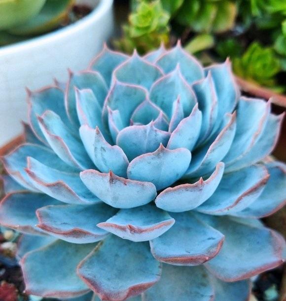 多肉|光照跟温度是两个概念，多肉需要的是光照，单有温度是不够的