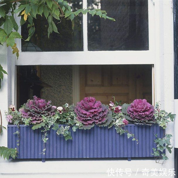 防风|老婆无意间发现一户人家阳台，太高级了，先拍照等有了房照着装