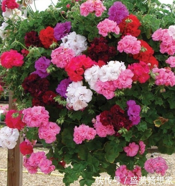 叶片|5种“漂亮花”,从来不生虫,家里干净卫生,花开不断,真省心