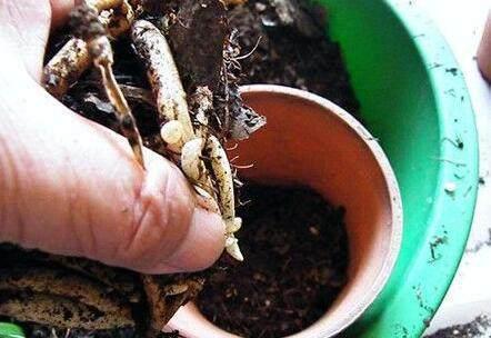 君子兰，四季海棠以下养殖，花苞一波接一波，叶茂花艳花开不断