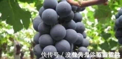 营养物质|每天不妨多吃3种食物，排毒润肠，养护血管，改善睡眠，早吃早好