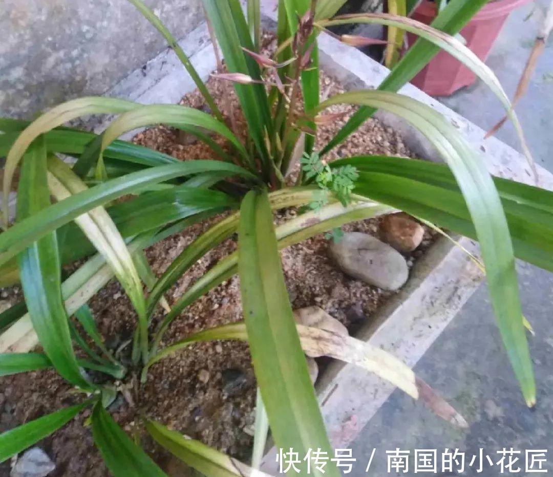 叶片|夏天怕晒的花,赶紧搬到阴凉地儿,再晒成枯杆了