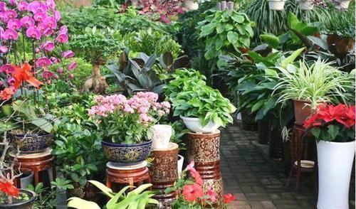 烂根|浇水前多做一件事,掌握盆土干湿程度,养花不烂根,个个猛开花!