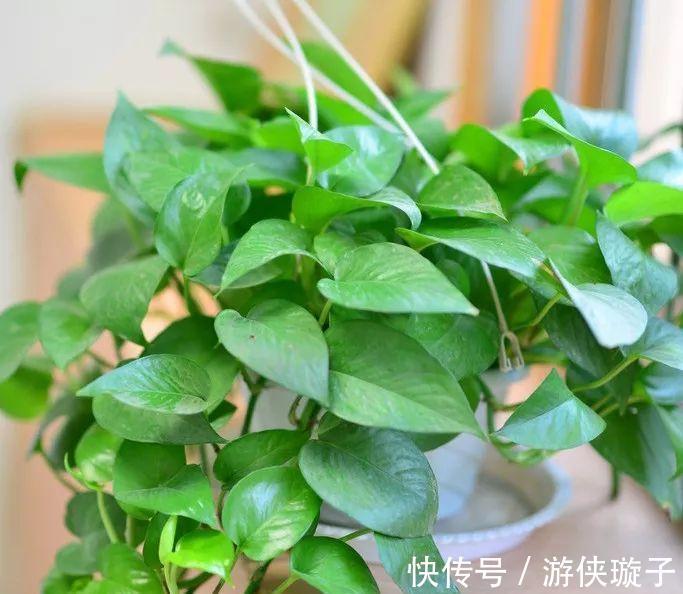 绿萝|解决好绿箩这5个问题,黄叶不再有,净化环境更给力