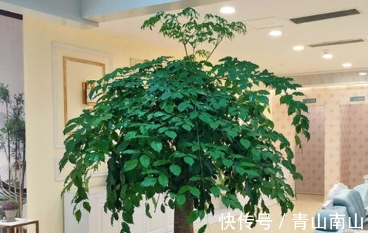 土壤|花商说好养的2种树,买回来总养不好,因为这1点你没搞明白