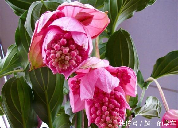 1种高级“盆栽花”,开花贼漂亮,养在室内当年宵花,惊艳四座!