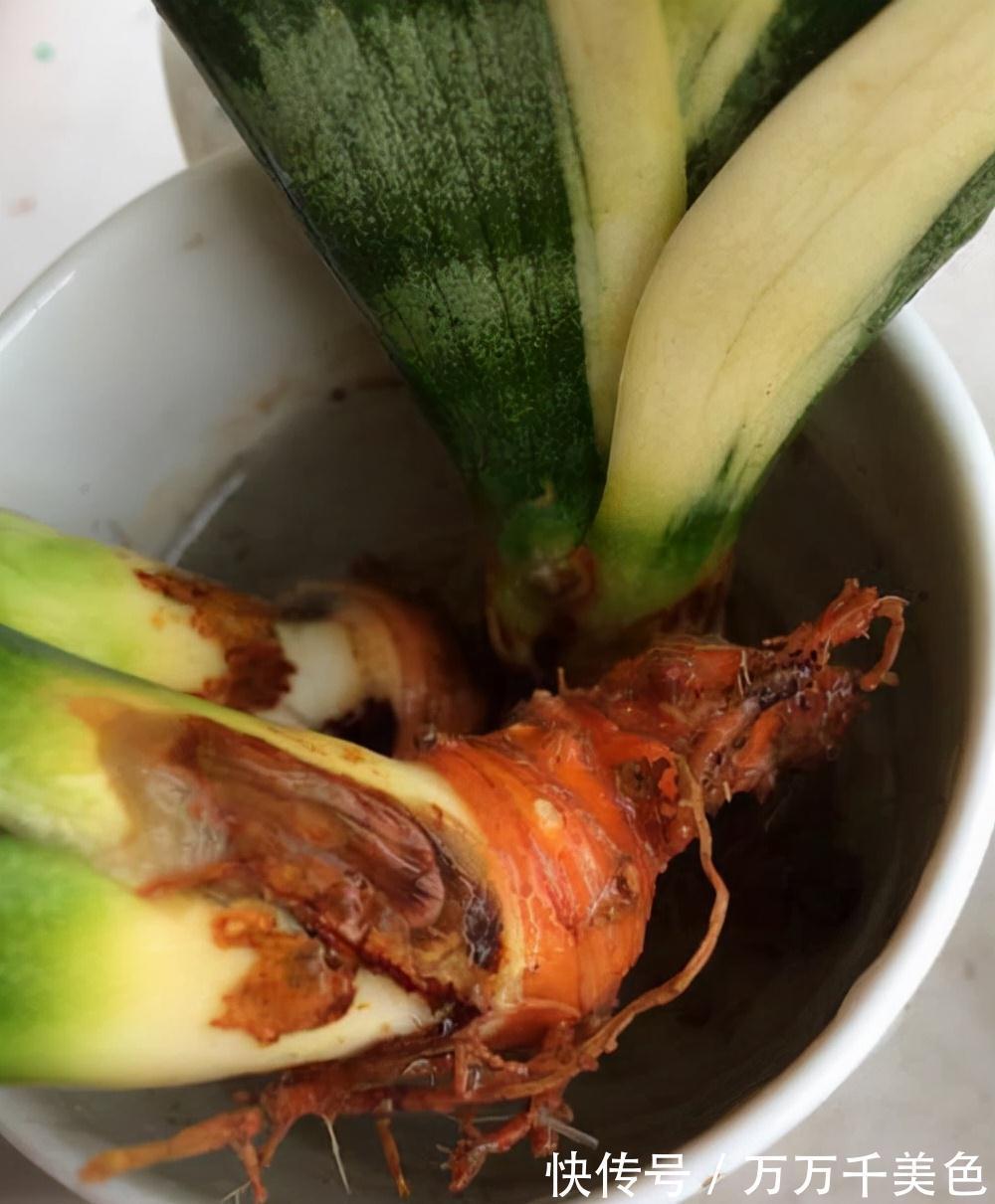 虎皮兰有“3怕两不喜”,难怪不爱出小芽,还越长越难看