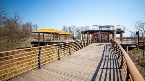 闭园改造2年半后，崇明西沙湿地将于本周五恢复开放，全新打造了生态步道及游览路线