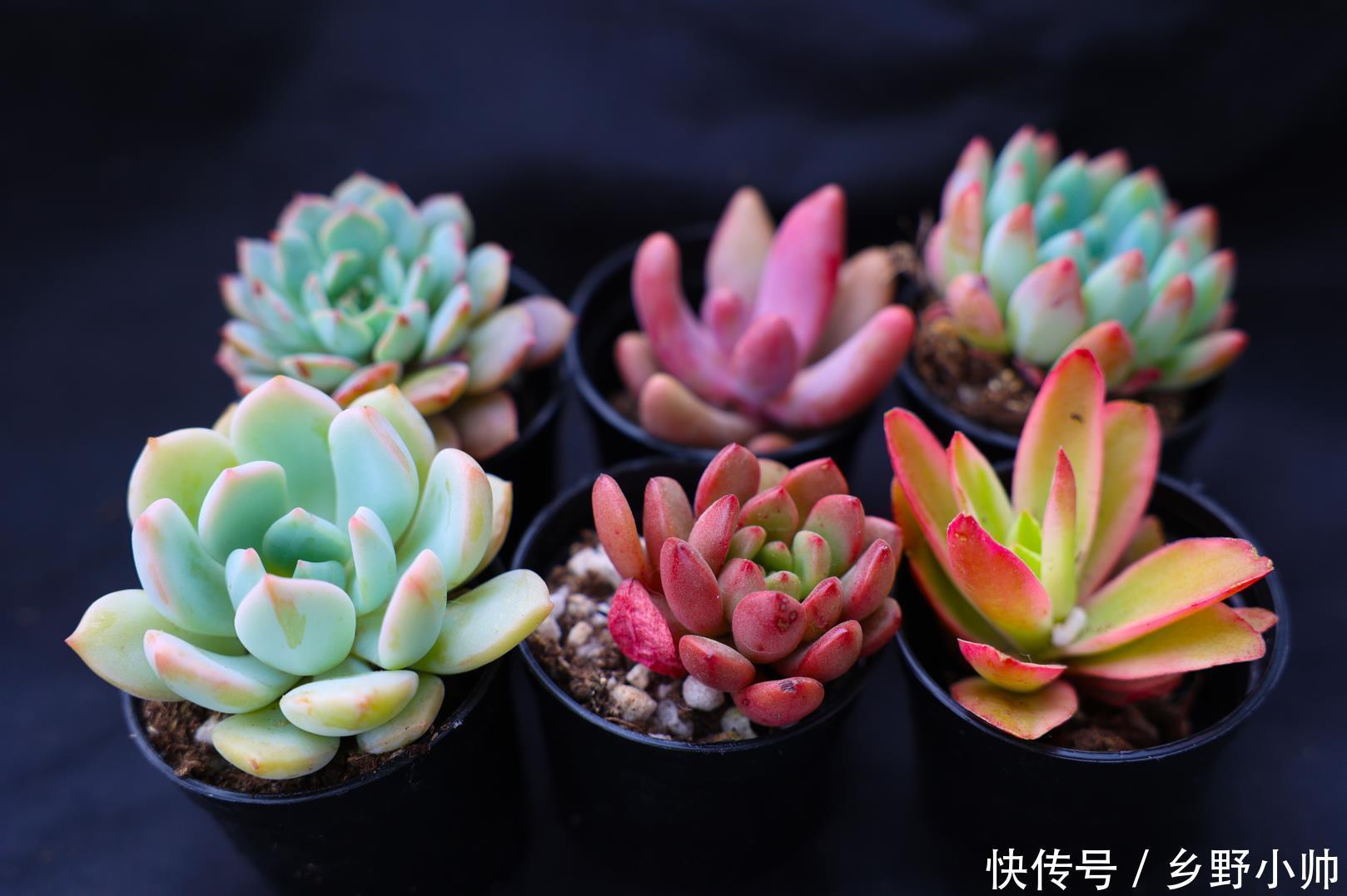 一部分|肉友分享: 三分之一时间在陪肉肉,多肉已经成为不可缺少的一部分