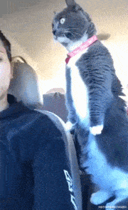 |搞笑GIF趣图:这难道就是传说中的,含泪吃了两大碗吗?