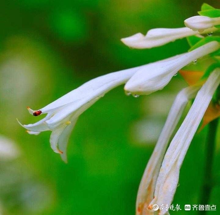 鲜花|立秋日，济南植物园的高雅鲜花少人识