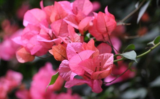 小事|养花种草乐趣多,不要着眼于花卉的状态,做好几件小事就非常有趣