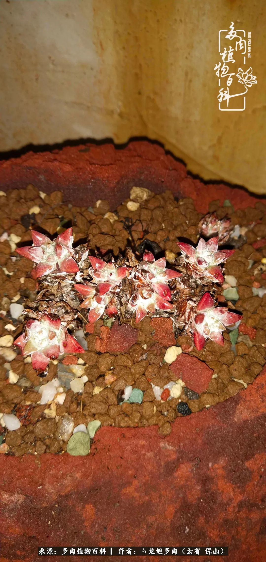 叶片|美了，美了！当秋天的风吹向你我的多肉！