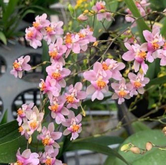 3种花是养花首选,漂亮又好养,花朵硕大,花期长!